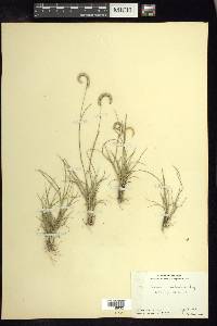 Bouteloua scorpioides image