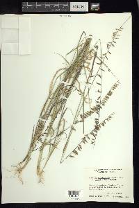 Bouteloua curtipendula var. tenuis image