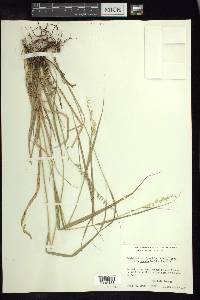 Bouteloua curtipendula var. tenuis image