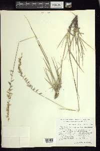 Bouteloua curtipendula var. caespitosa image