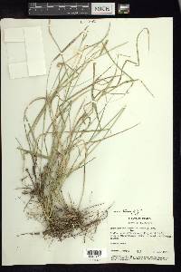 Bouteloua curtipendula var. tenuis image