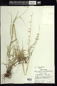 Bouteloua curtipendula var. tenuis image