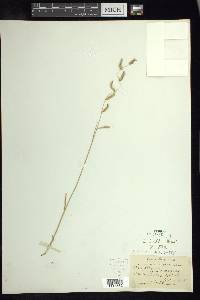 Chondrosum parryi image