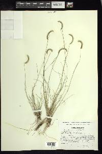 Bouteloua scorpioides image