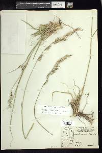 Bouteloua radicosa image