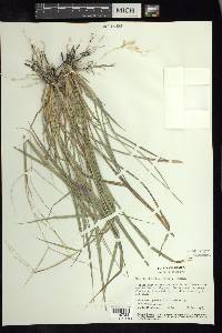 Enteropogon chlorideus image