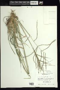 Enteropogon chlorideus image