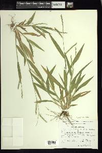 Urochloa plantaginea image