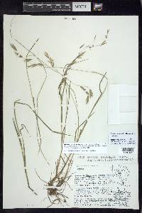 Bromus anomalus image