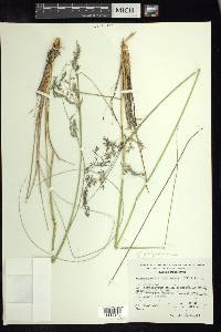 Calamagrostis orizabae image