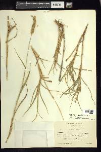 Pennisetum karwinskyi image