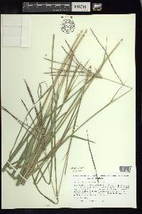 Enteropogon chlorideus image