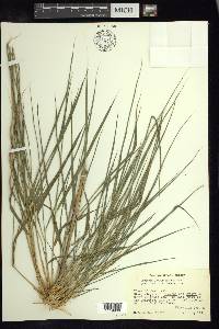 Chusquea longifolia image