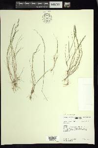 Chaboissaea subbiflora image