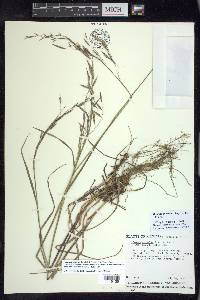 Bromus anomalus image