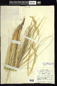 Calamagrostis erectifolia image