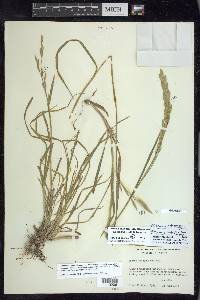 Bromus catharticus image