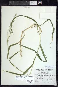 Bromus dolichocarpus image