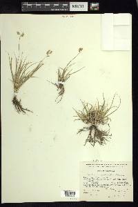 Bouteloua dactyloides image