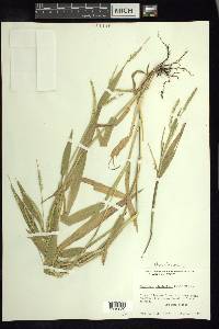 Urochloa plantaginea image