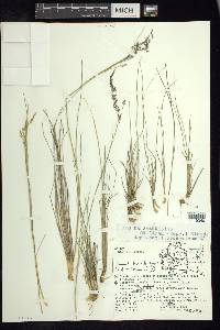 Calamagrostis orizabae image