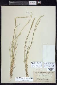 Bromus arizonicus image