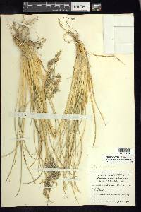 Calamagrostis erectifolia image