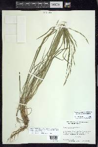 Bromus marginatus image