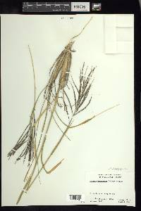 Enteropogon brandegeei image