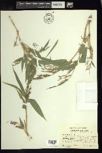 Chusquea lanceolata image