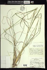 Enteropogon brandegeei image