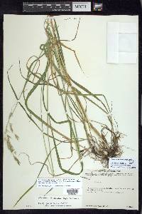 Bromus ciliatus var. richardsonii image