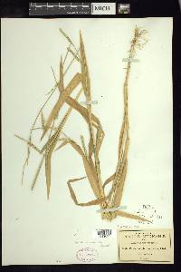 Urochloa plantaginea image