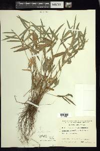 Cryptochloa strictiflora image