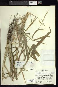 Brachypodium mexicanum image