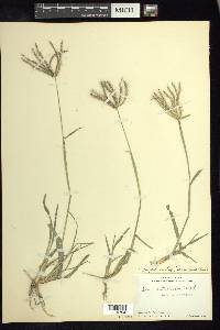 Chloris rufescens image