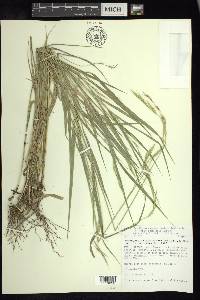 Brachypodium mexicanum image