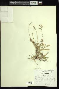 Urochloa meziana image