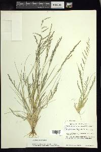 Chaboissaea ligulata image