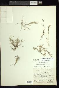 Cathestecum prostratum image