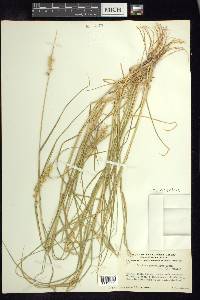 Cenchrus spinifex image