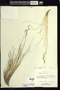 Calamagrostis erectifolia image