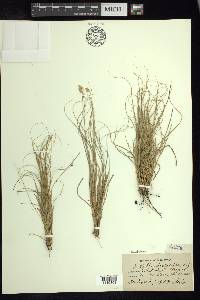 Bouteloua dactyloides image