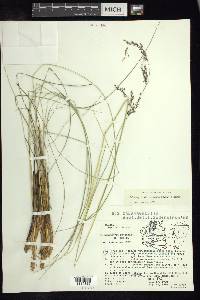 Calamagrostis eriantha image