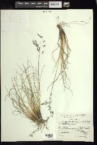Calamagrostis tolucensis image
