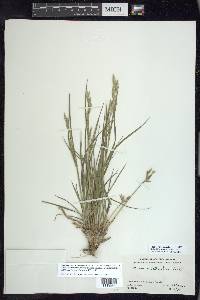 Bromus catharticus image