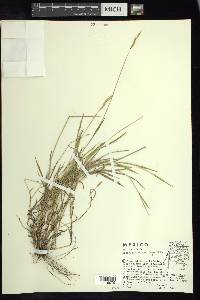 Brachypodium mexicanum image