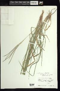 Enteropogon chlorideus image