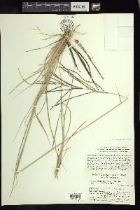 Enteropogon brandegeei image