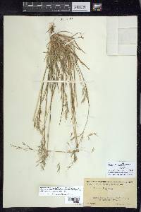 Bromus berteroanus image